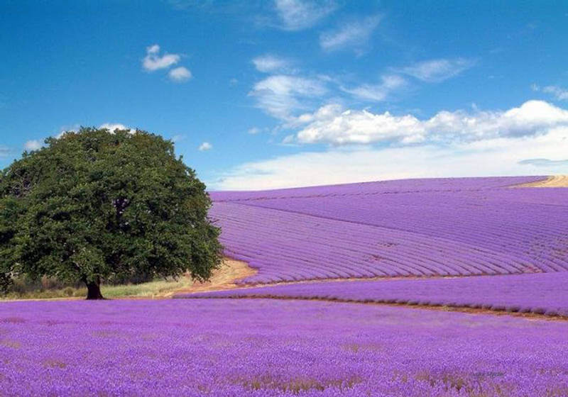 Rows of lavender stretching across a sunlit field